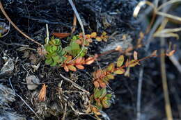 Image of Epilobium alsinoides subsp. atriplicifolium (A. Cunn.) Raven & Engelhorn