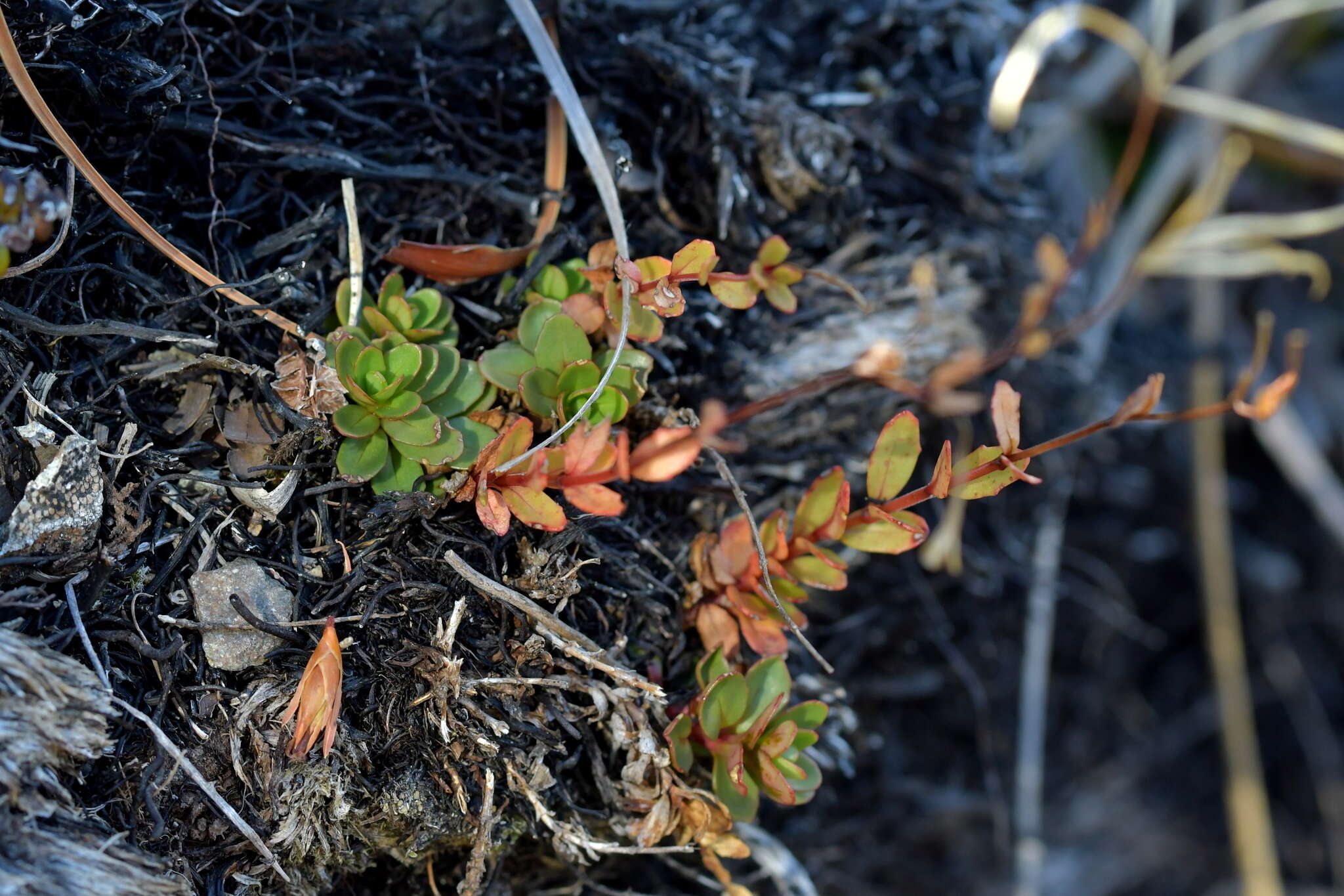 Image of Epilobium alsinoides subsp. atriplicifolium (A. Cunn.) Raven & Engelhorn