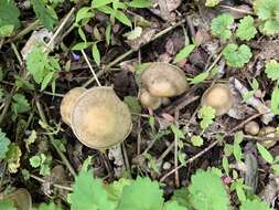 Image of Agrocybe smithii Watling & H. E. Bigelow 1983