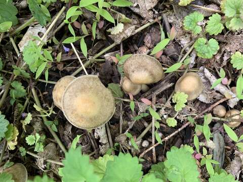 Plancia ëd Agrocybe smithii Watling & H. E. Bigelow 1983