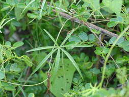 Ipomoea sororia D. F. Austin & J. L. Tapia的圖片