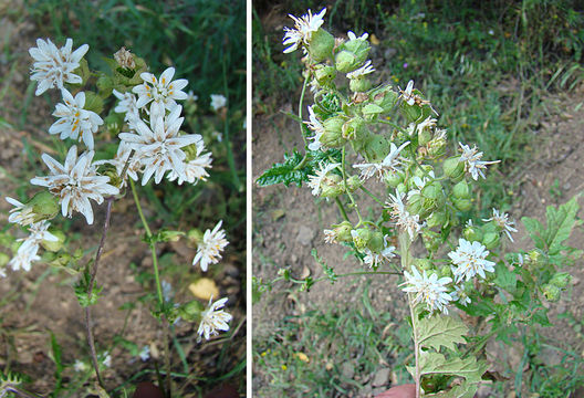 Image of <i>Moscharia pinnatifida</i> Ruiz & Pav.