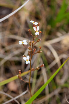 Image of Stylidium piliferum R. Br.