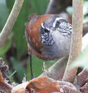 Image of Gray-breasted Wood-Wren