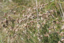 Image of Baccharis stenophylla Ariza Espinar