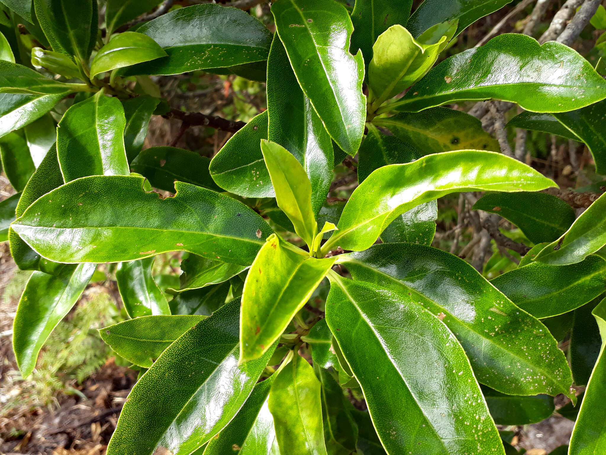 Image of Myoporum semotum Heenan & de Lange