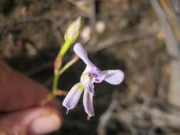 Disa sagittalis (L. fil.) Sw.的圖片