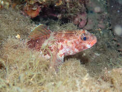 Sivun Gobius cruentatus Gmelin 1789 kuva