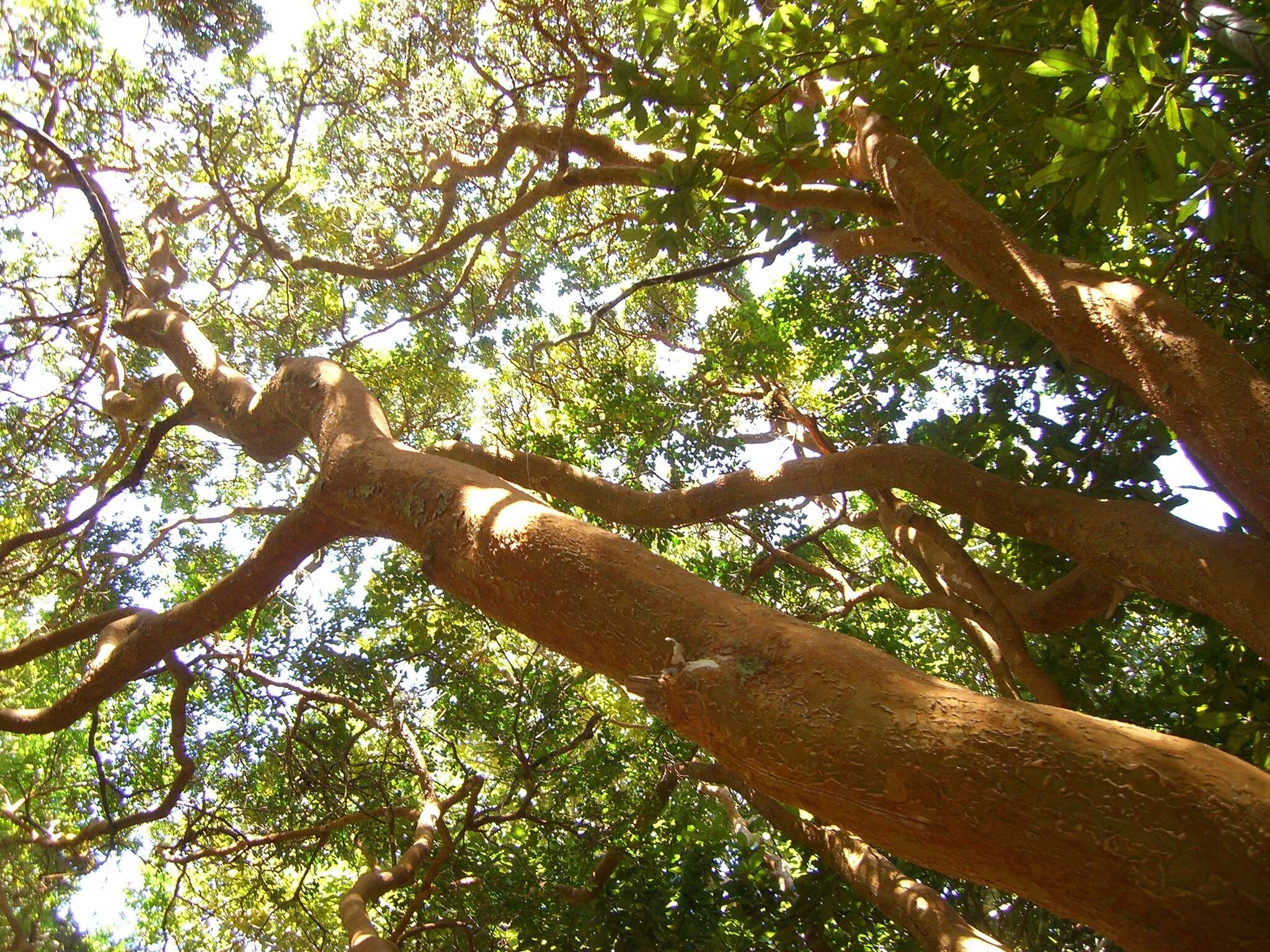 Image of Chilean Myrtle