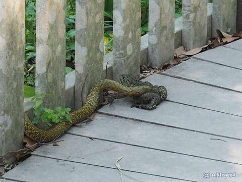 Sivun Fowlea flavipunctatus (Hallowell 1860) kuva