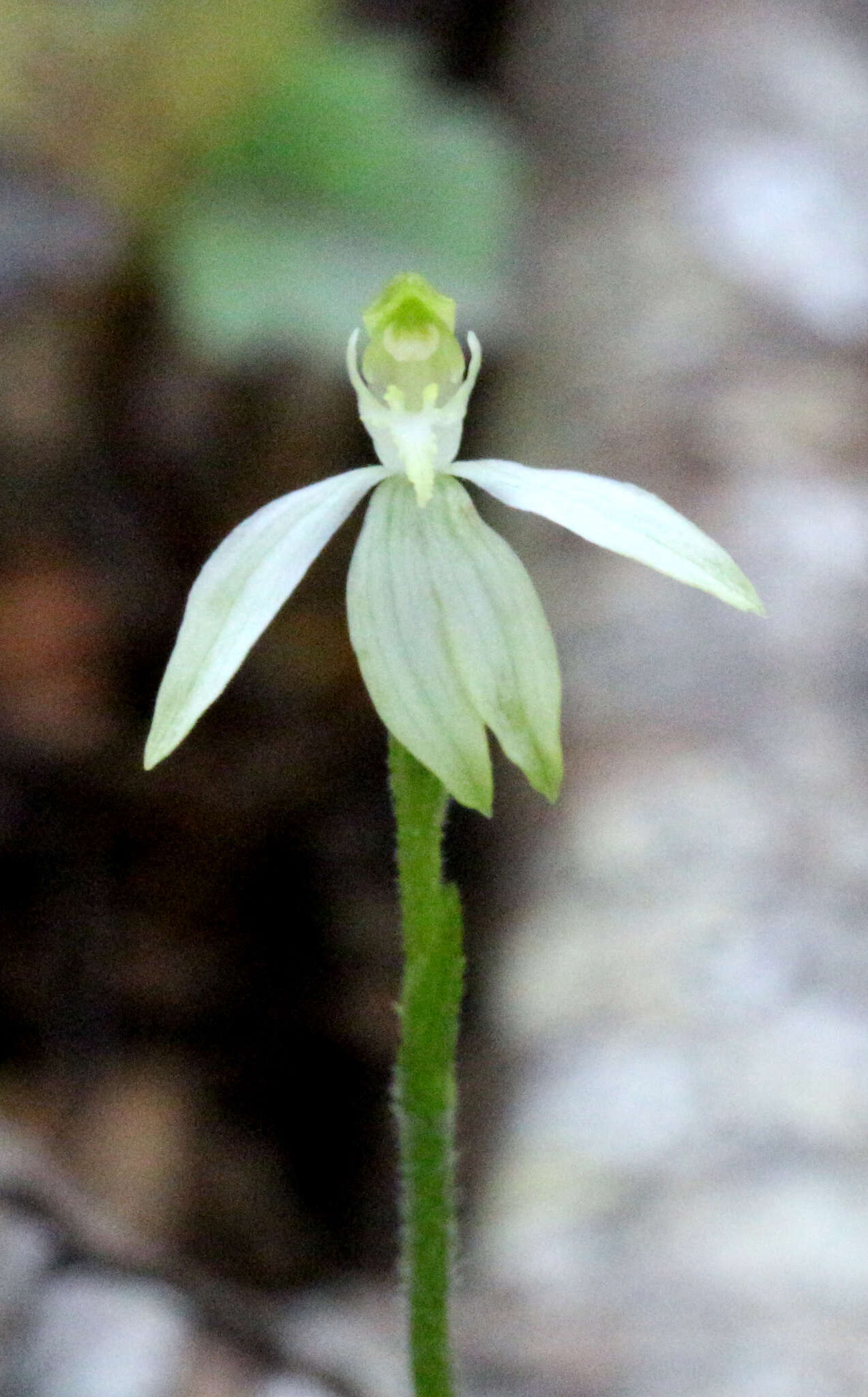 Caladenia nothofageti D. L. Jones, Molloy & M. A. Clem.的圖片