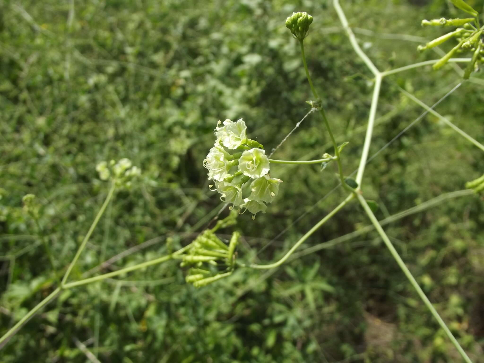 Image of Commicarpus scandens (L.) Standl.