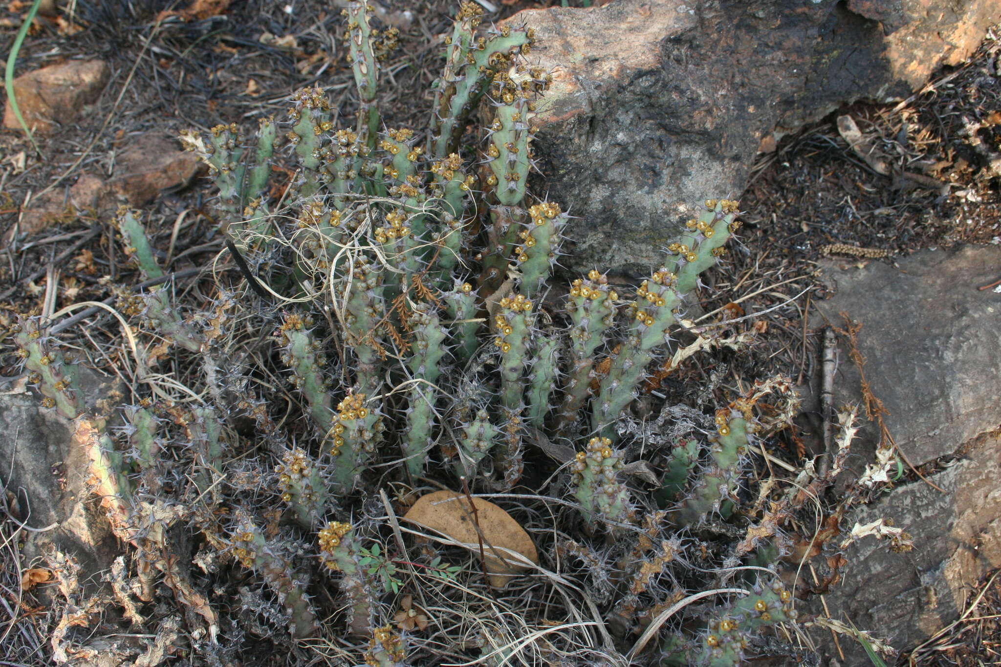 Image of Euphorbia schinzii Pax