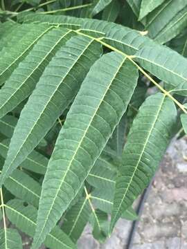 Image of Toona sinensis (A. Juss.) M. Roem.