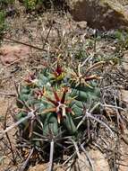 Image of Sclerocactus uncinatus subsp. crassihamatus (F. A. C. Weber) N. P. Taylor