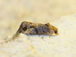 Image of Grape Berry Moth