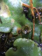 Image of Marchantia berteroana Lehm. & Lindenb.