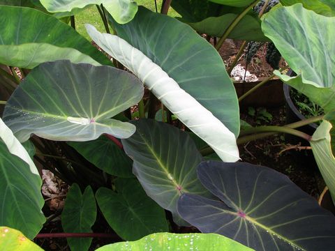 Image of taro