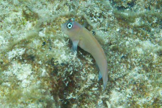 Image of Banded Fringe Blenny