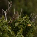 Image de Certhidea fusca cinerascens Ridgway 1890