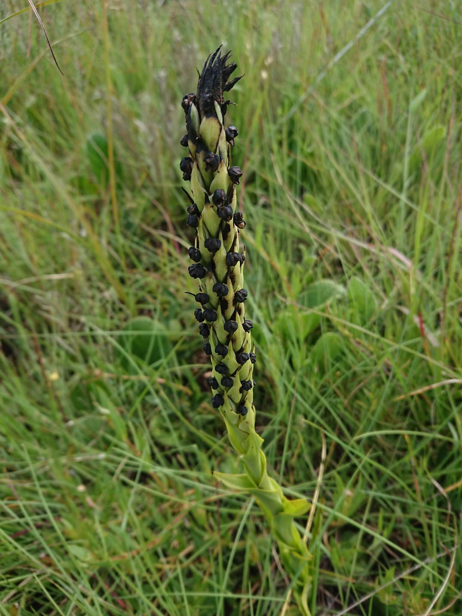 Image of Corycium dracomontanum Parkman & Schelpe