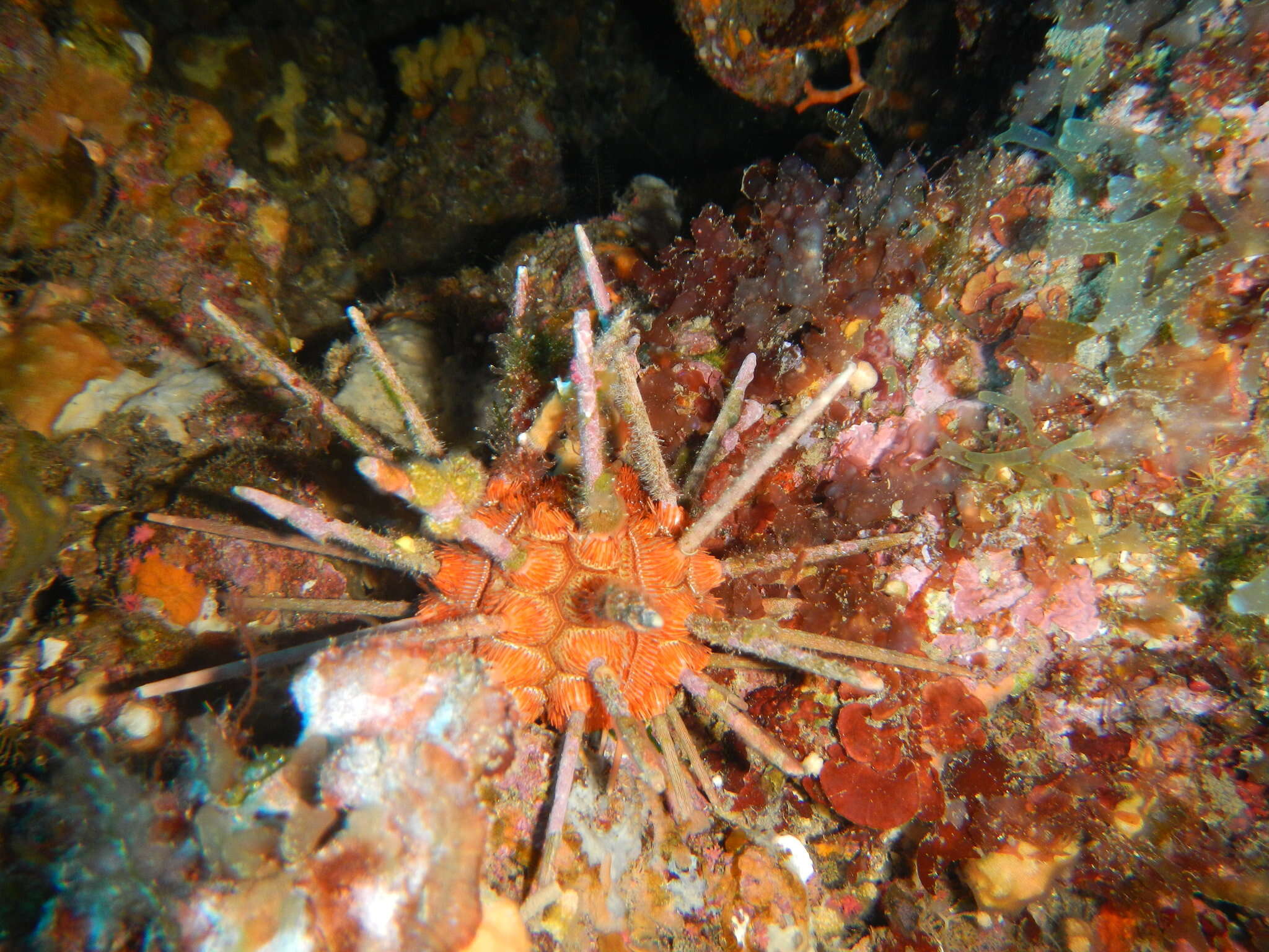 Image of pencil urchin