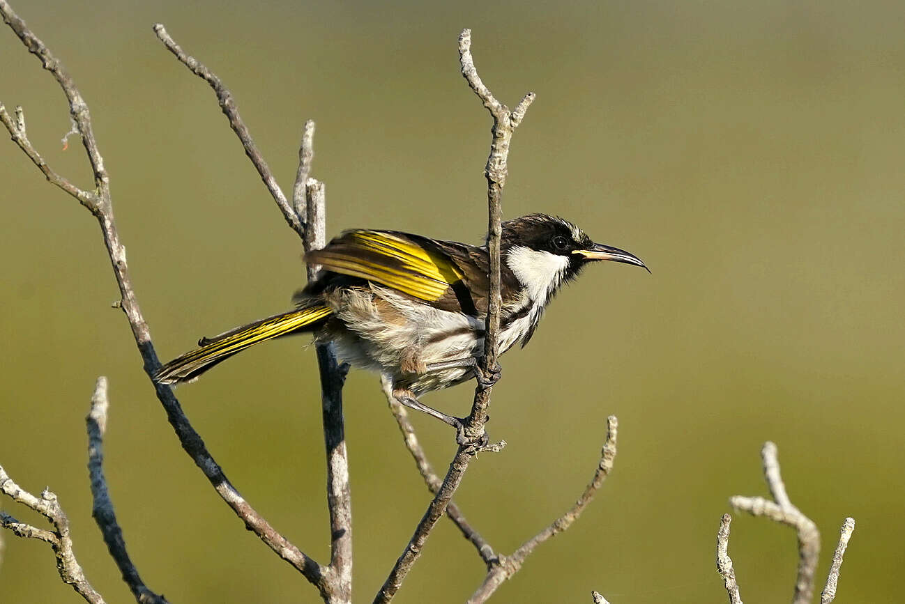 Image of Phylidonyris niger niger (Bechstein 1811)