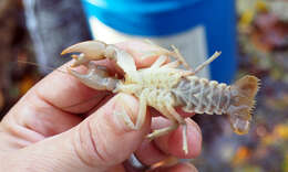 Image of Cambarus bartonii cavatus Hay 1902