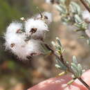 Image of Eriocephalus tenuipes C. A. Smith