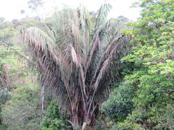 Image of Oenocarpus bataua Mart.