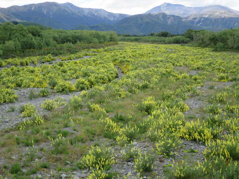 Image of yellow bush lupine