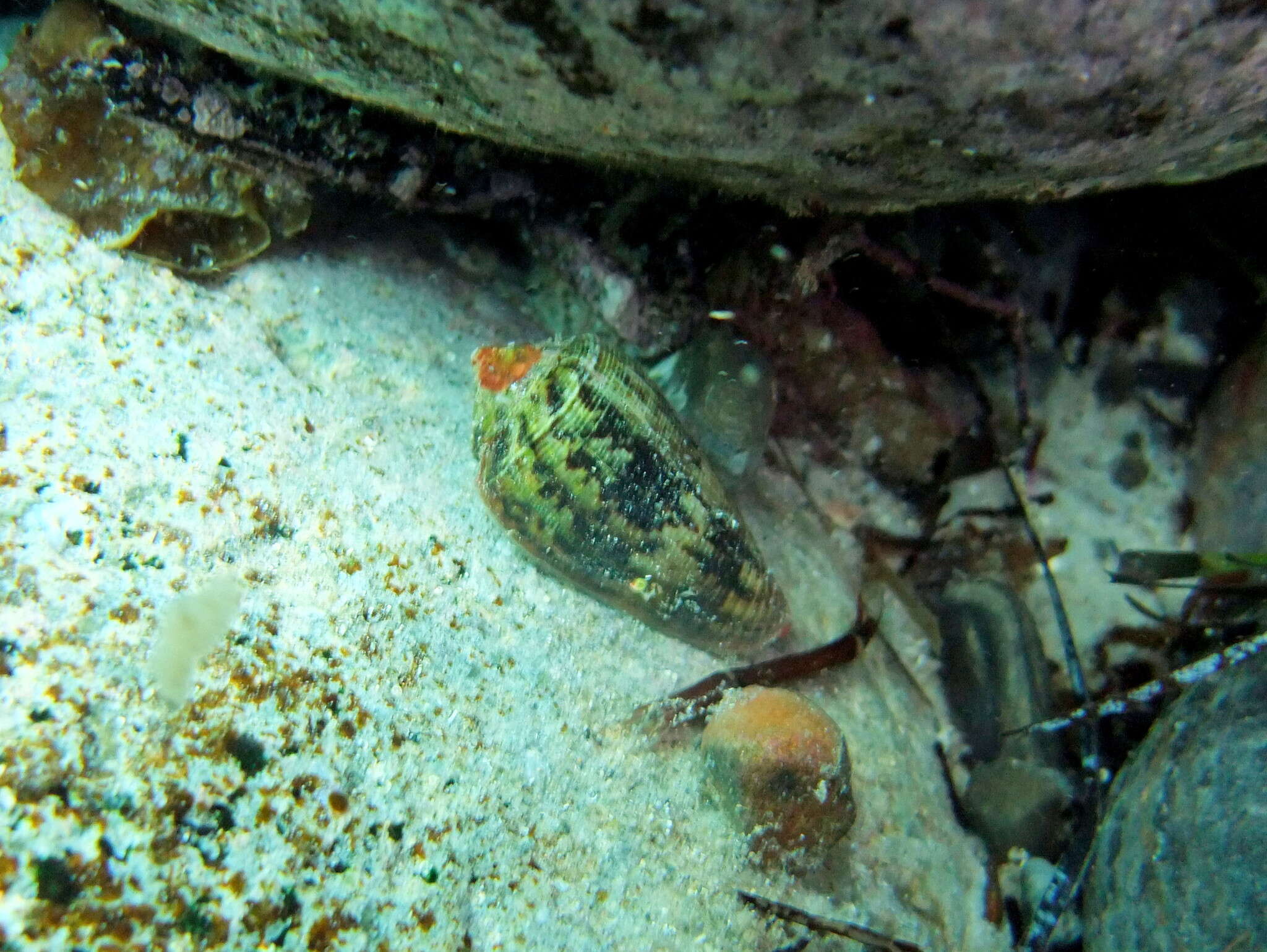 Image of Anemone Cone