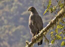 Image of Black Solitary Eagle