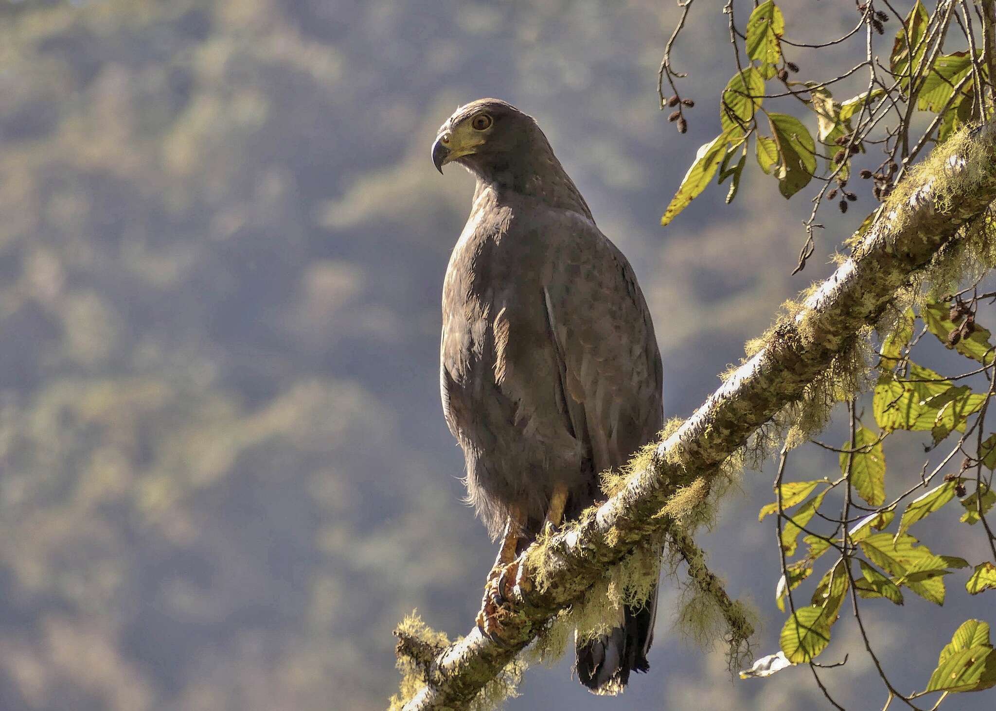 Imagem de Buteogallus solitarius (Tschudi 1844)