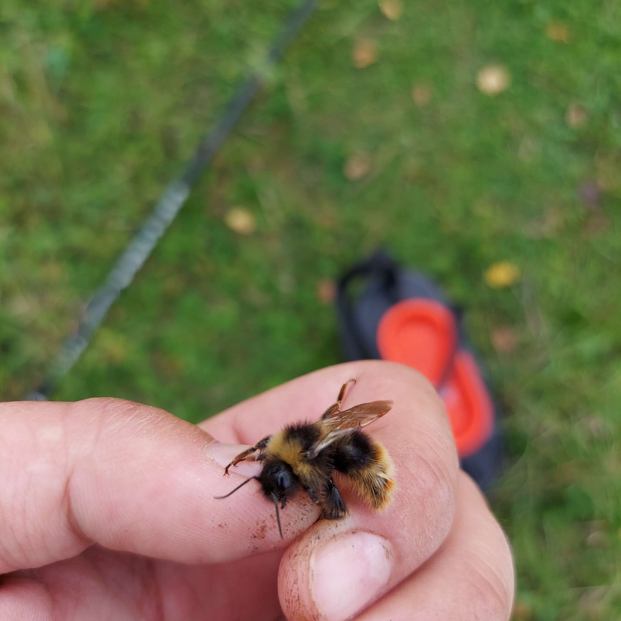 Image of Bombus quadricolor (Lepeletier 1832)