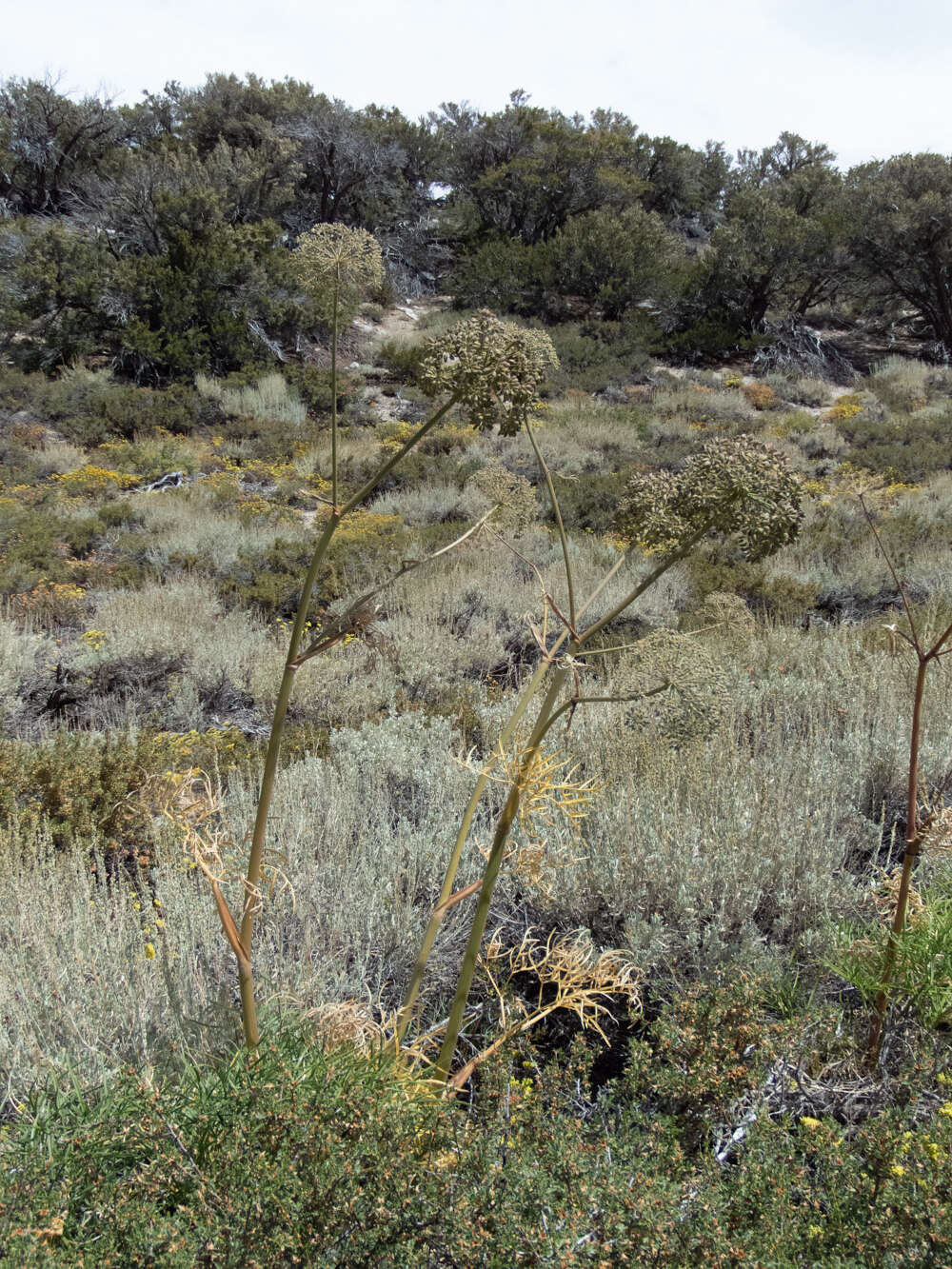 Image of poison angelica