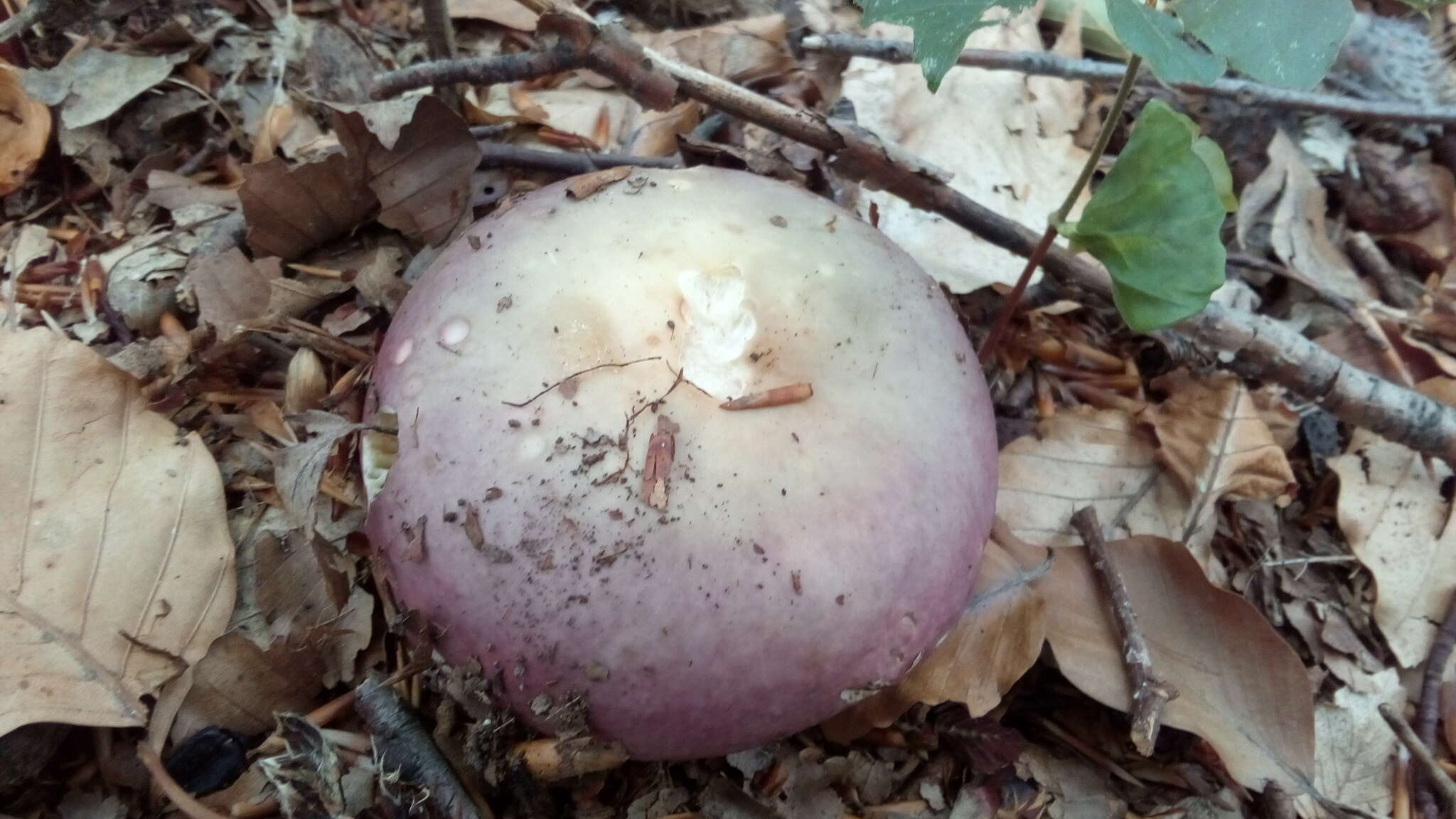 Image of Russula romellii Maire 1910