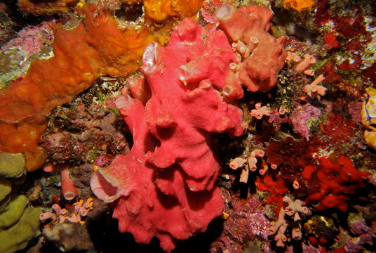Image of ferruginous sponge
