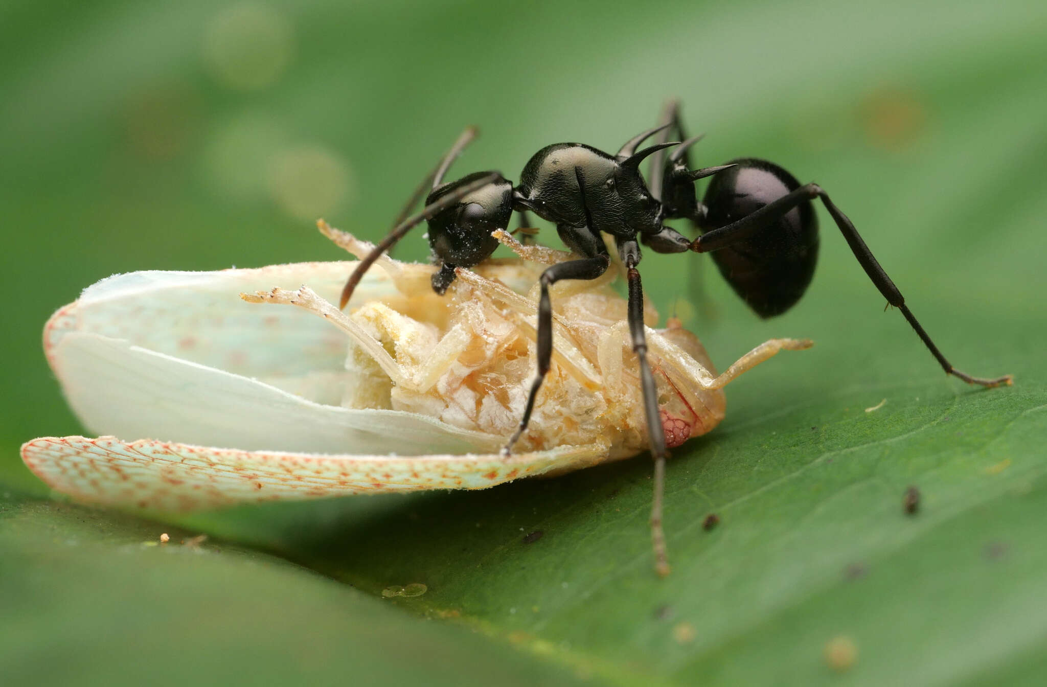 Image de Polyrhachis mucronata Smith 1859