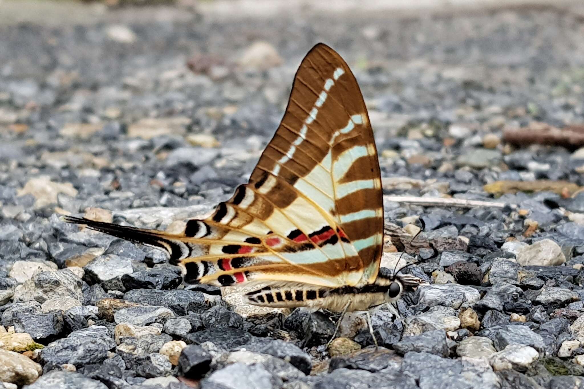 Image de Graphium aristeus (Stoll 1780)