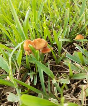 Image of Marasmius vagus