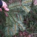 Image of <i>Cephalotaxus harringtonia</i>