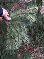 Image of <i>Cephalotaxus harringtonia</i>