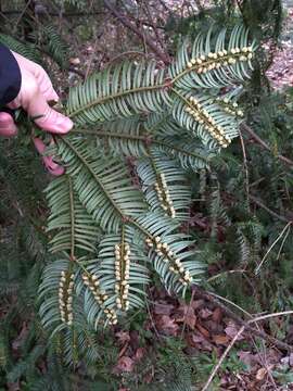 Слика од <i>Cephalotaxus harringtonia</i>