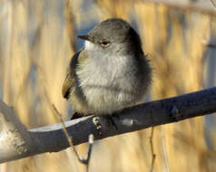 Image of Sooty Tyrannulet