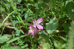 Imagem de Oenothera canescens Torr.