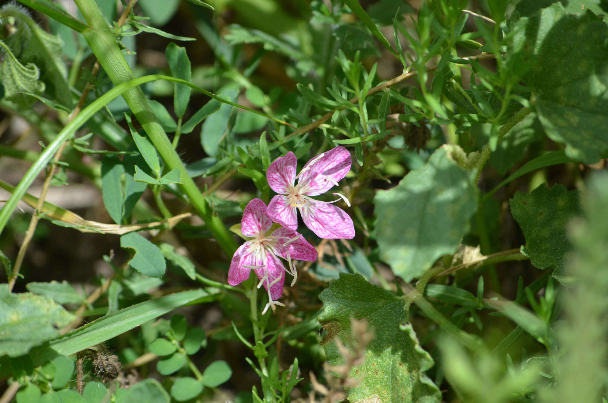 Plancia ëd Oenothera canescens Torr.