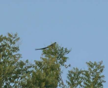 Image of Sahel Paradise Whydah