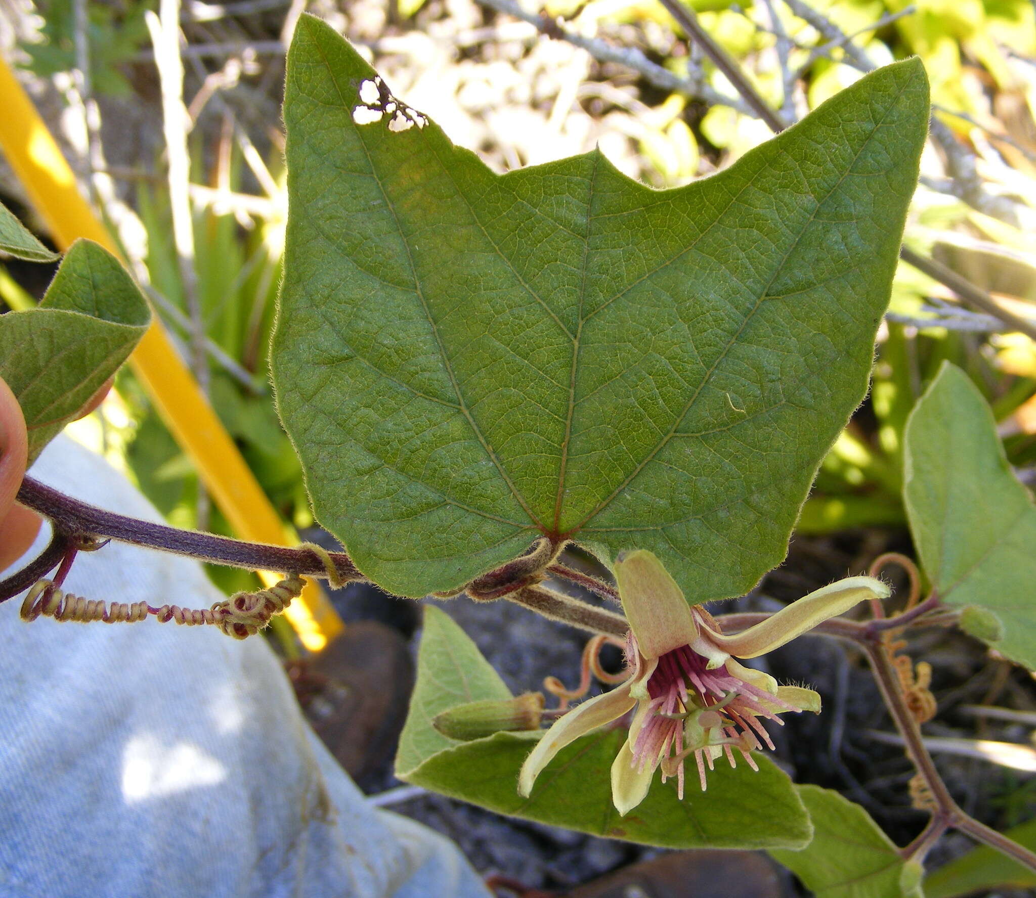 Image de Passiflora rubra L.