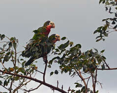 Image of Amazona leucocephala bahamensis (Bryant & H 1867)